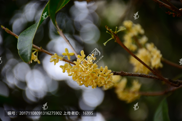 桂花樹,桂花