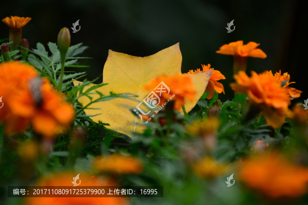 落葉秋葉