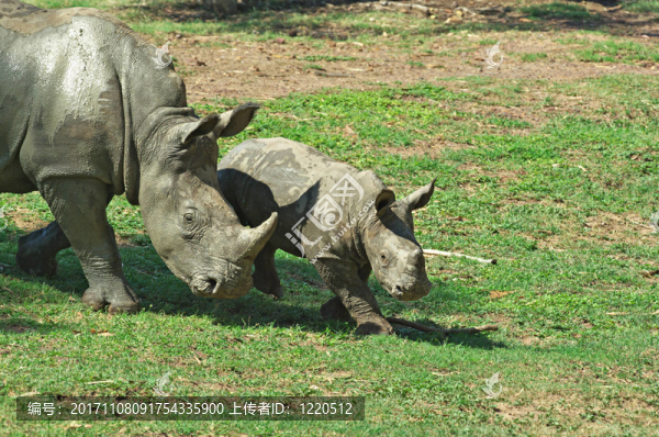 動物