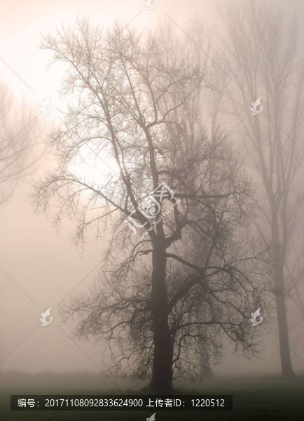 novembernebel