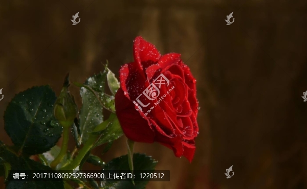 紅玫瑰