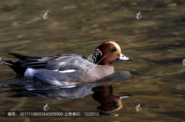 wigeon