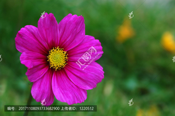 大波斯菊