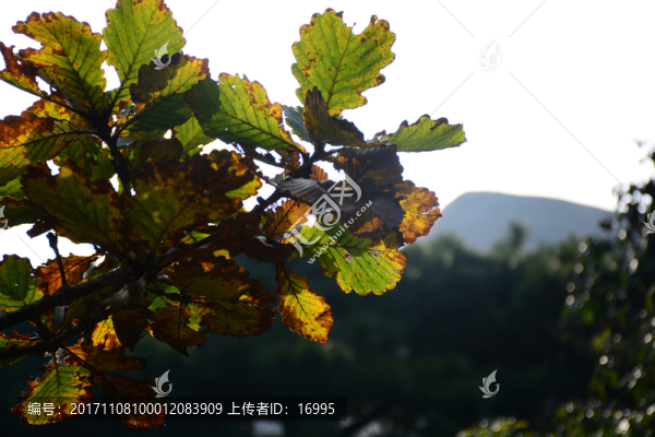 AAAAA天柱山旅游