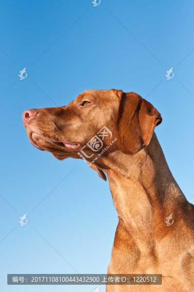 動物