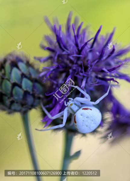 白蟹蜘蛛[misumena,vatia]