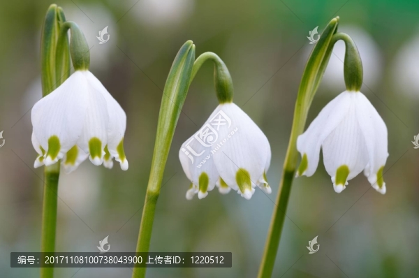 mrzenbecher,vernum,leucojum
