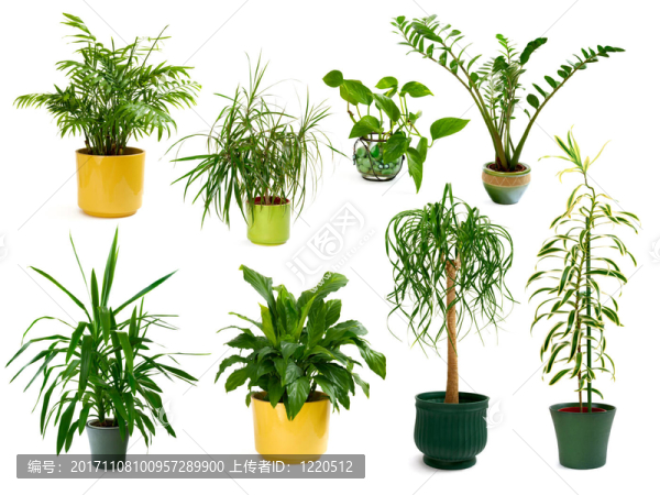 一套八件豁免的室內(nèi)植物