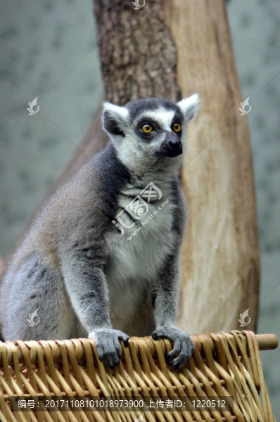 在動物園里的狐猴