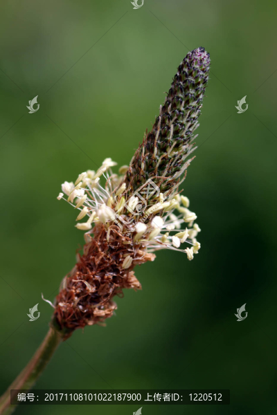 車前草[plantago,lanceolata]