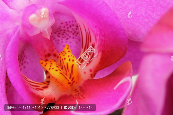 蘭花