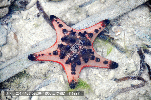 海星