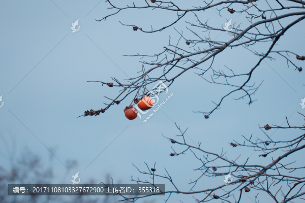 柿子,果樹(shù),果園,秋天,樹(shù)木