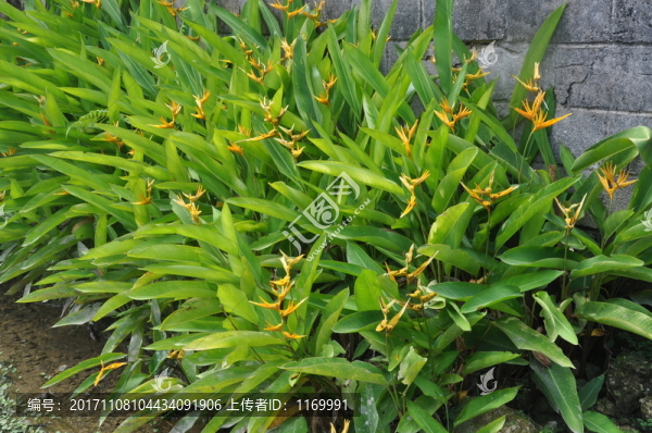 天堂鳥(niǎo)