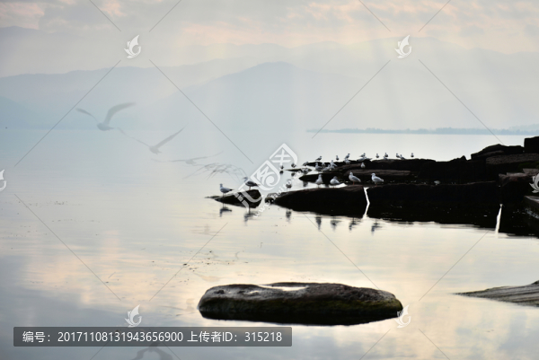 邛海,海鷗,霞光