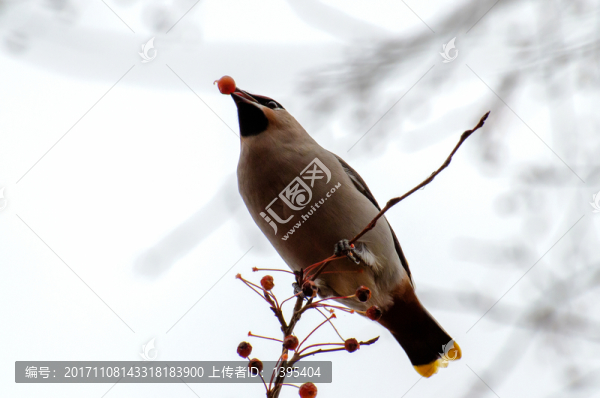 太平鳥