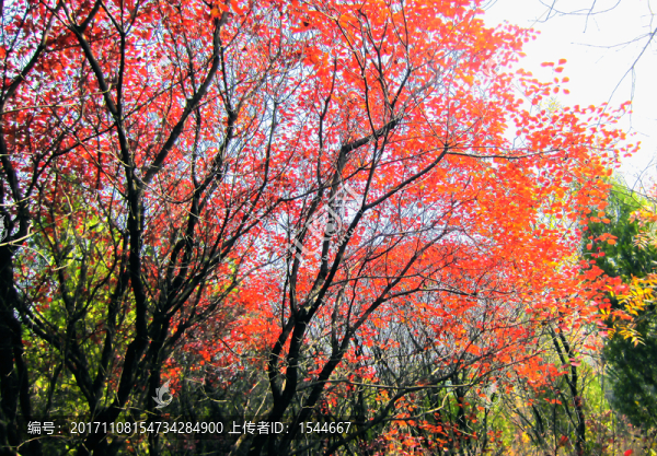 秋景,紅葉黃櫨