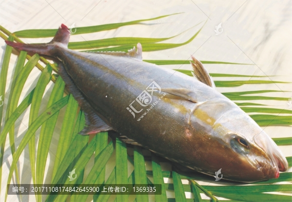 章紅魚