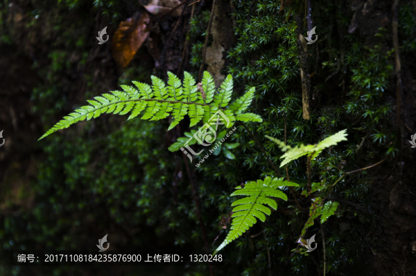 蕨類(lèi)