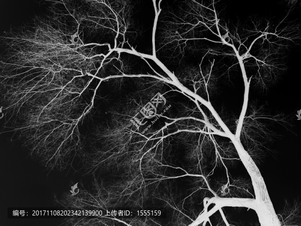 夜枝