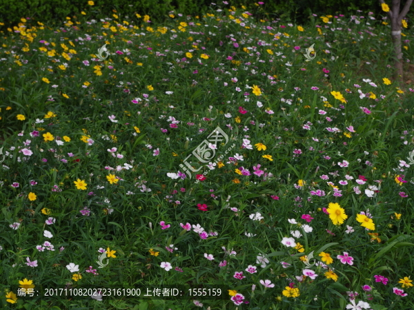 野花園