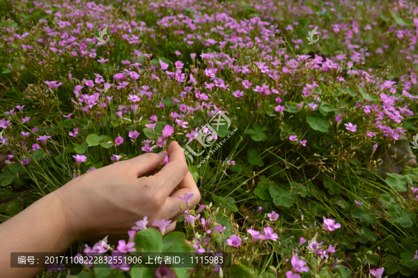 手采鮮花