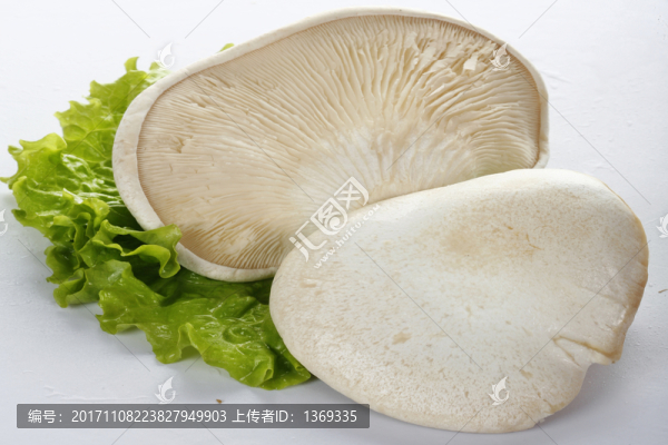 白靈菇