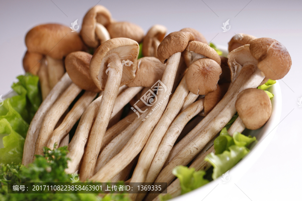 茶樹菇