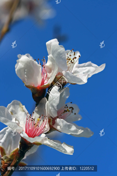 2011年杏仁花