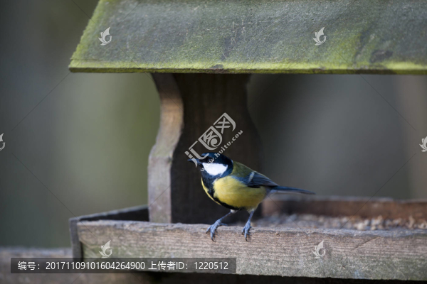 鳥