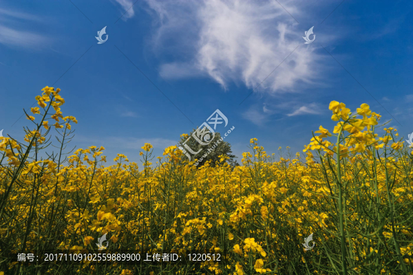 藍(lán)色