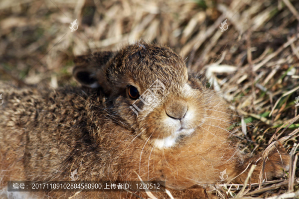幼兔近在咫尺