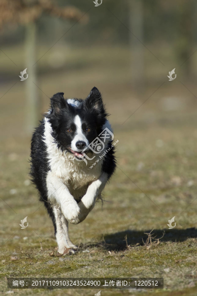 邊境牧羊犬
