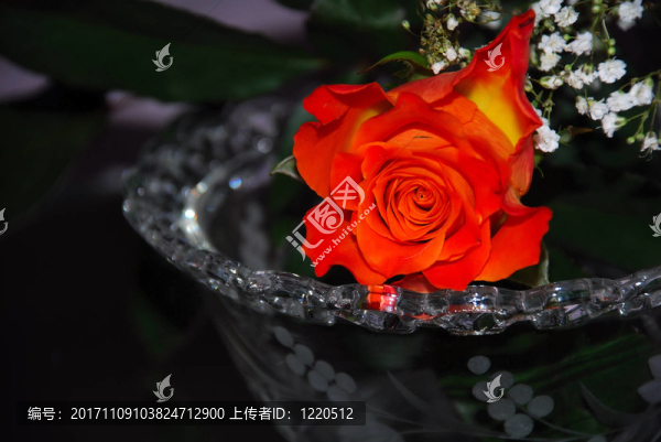 玻璃碗中的紅玫瑰
