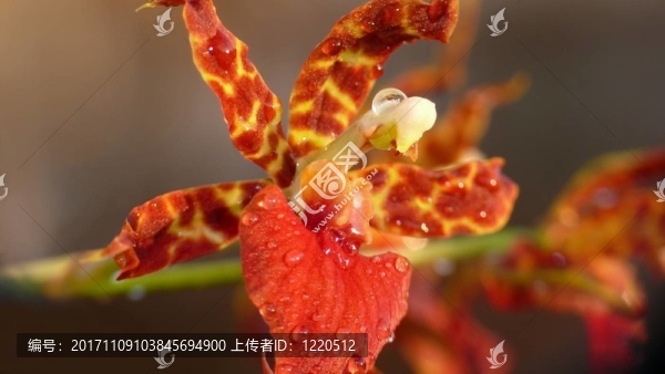 蘭花