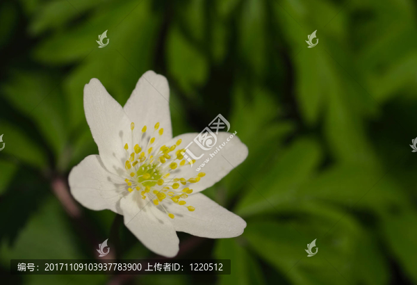 陽(yáng)光下的風(fēng)花