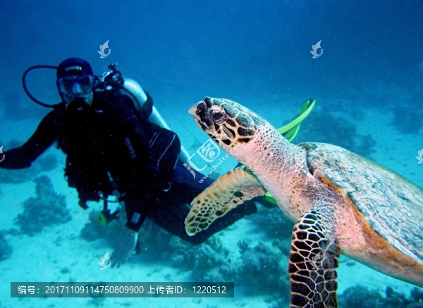 潛水員和海龜