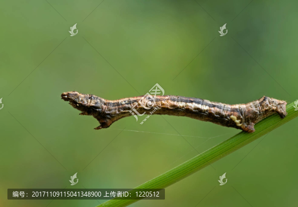 作線環(huán)的人