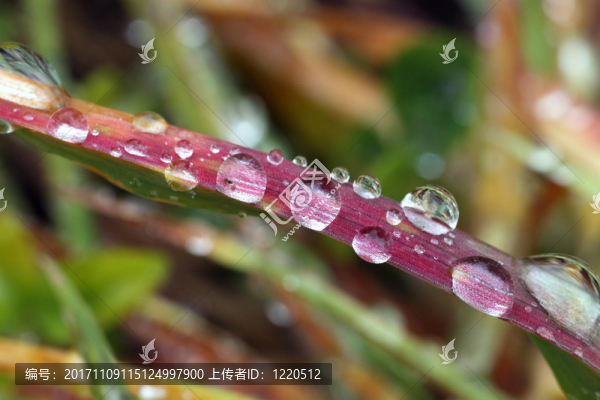 雨中五彩繽紛的草