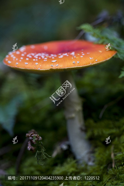 毒菌