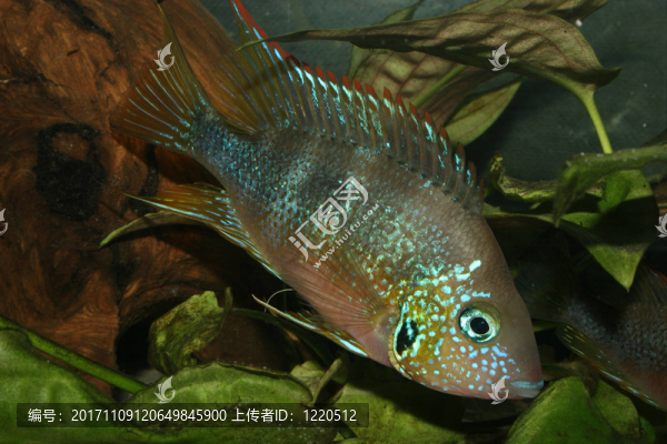 魚