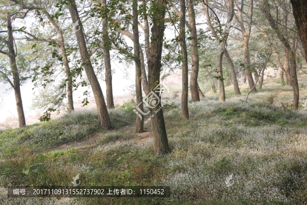 水蓼花開,（4）