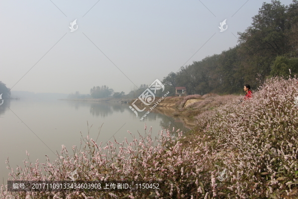 水蓼花開,（63）