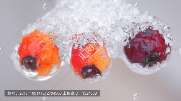 冰雪下的秋果