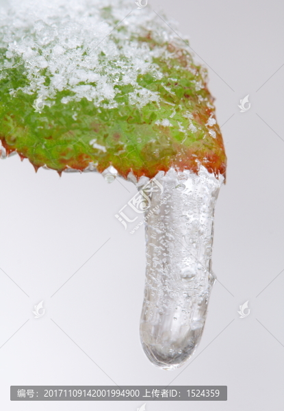 綠葉