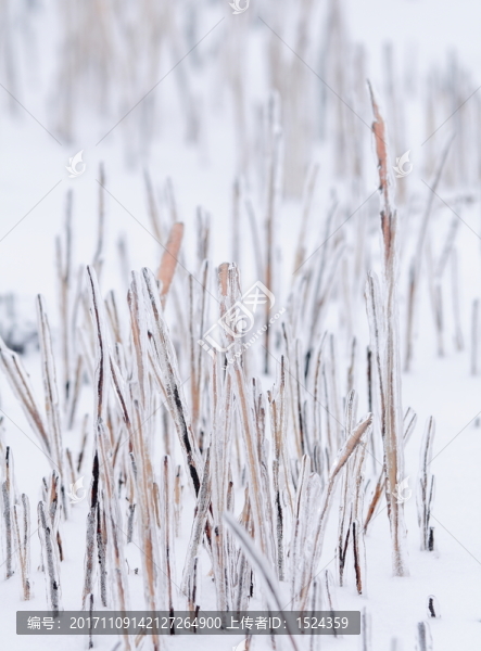 冰天雪地
