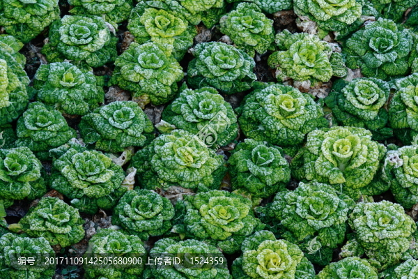 青菜