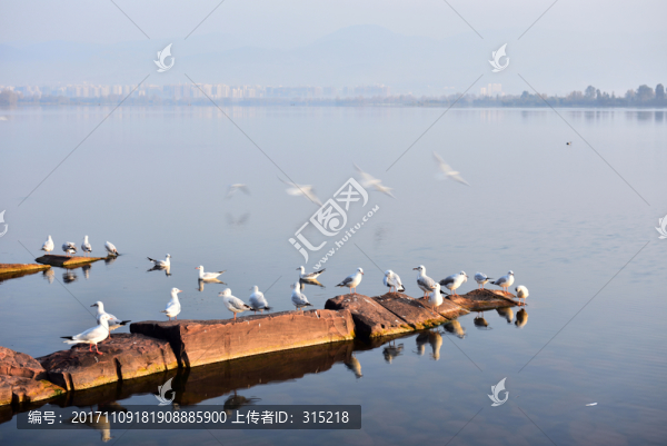 邛海,海鷗,湖泊,飛鳥,海鳥