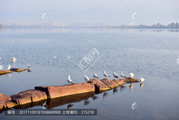 邛海,海鷗,湖泊,飛鳥(niǎo),海鳥(niǎo)