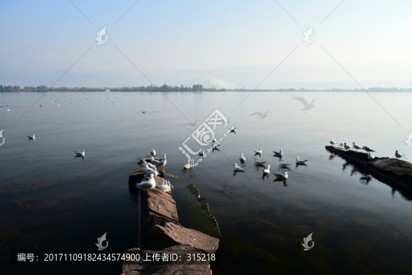 邛海,海鷗,湖泊,飛鳥(niǎo)